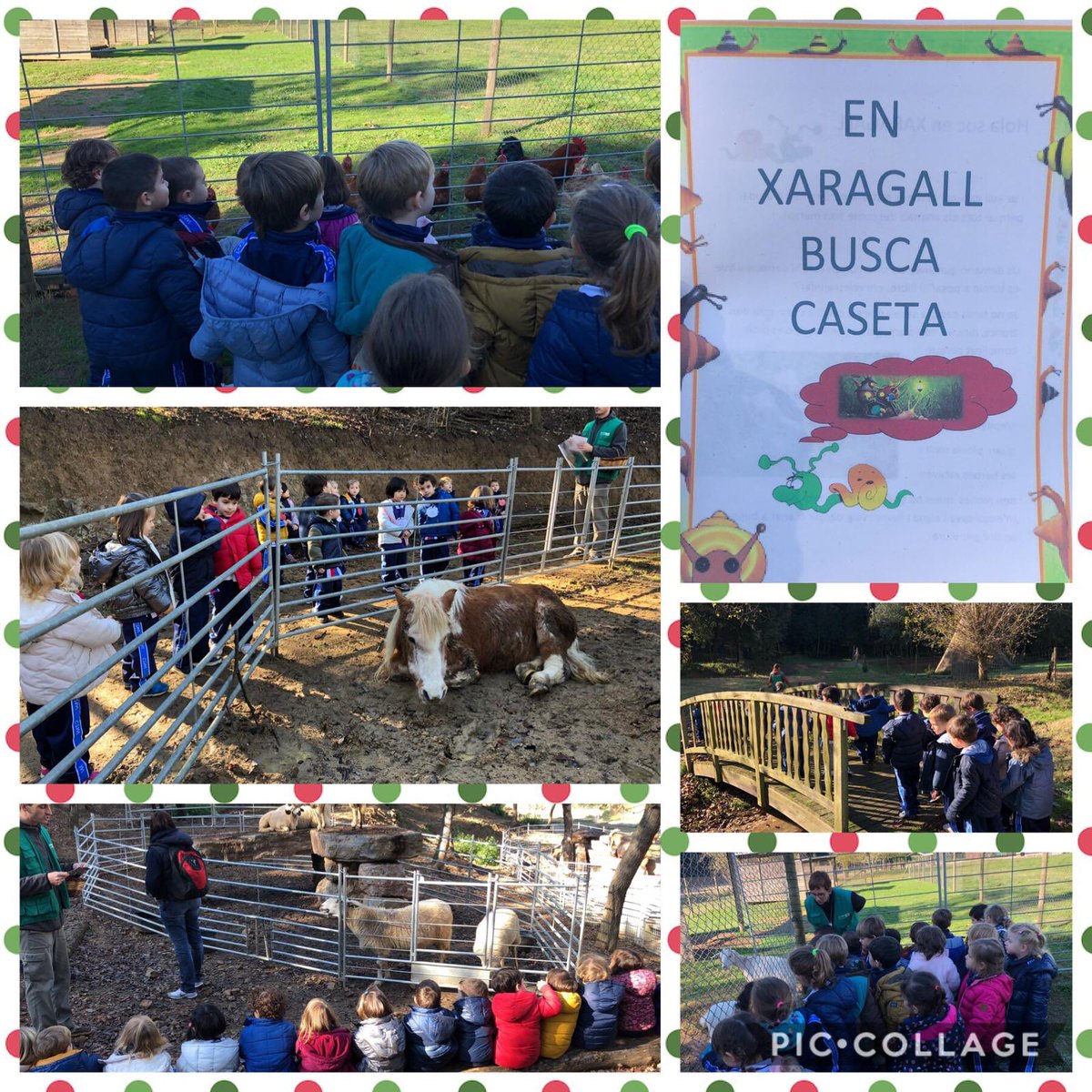 P3 d’EI: Ens ho estem passant “pipa” buscant la caseta per el nostre cargol Xaragall. Quina superexcursió!! @colsantmiquel