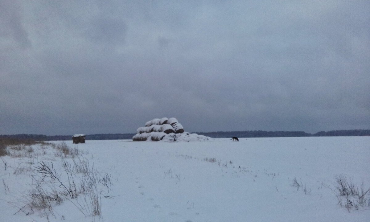 katya_chk's tweet photo. Зимушка-Зима ❄❄❄ #walk #nature #winter #snow https://t.co/WK3phbfSlb