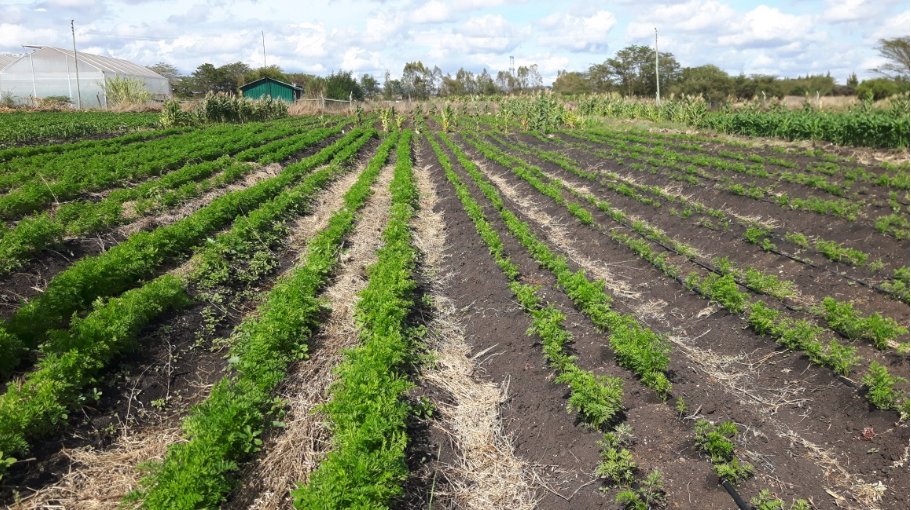Our salt tolerant carrots (left) are performing well in Kenya, in comparison with the local variety (right). 

The potential for upscaling is looking good. Great to work with Delphy and Nectaerra, with support of <a href="/RVO_Nederland/">Rijksdienst voor Ondernemend Nederland</a> and the #SBIR program.  #kenya #salinefarming
