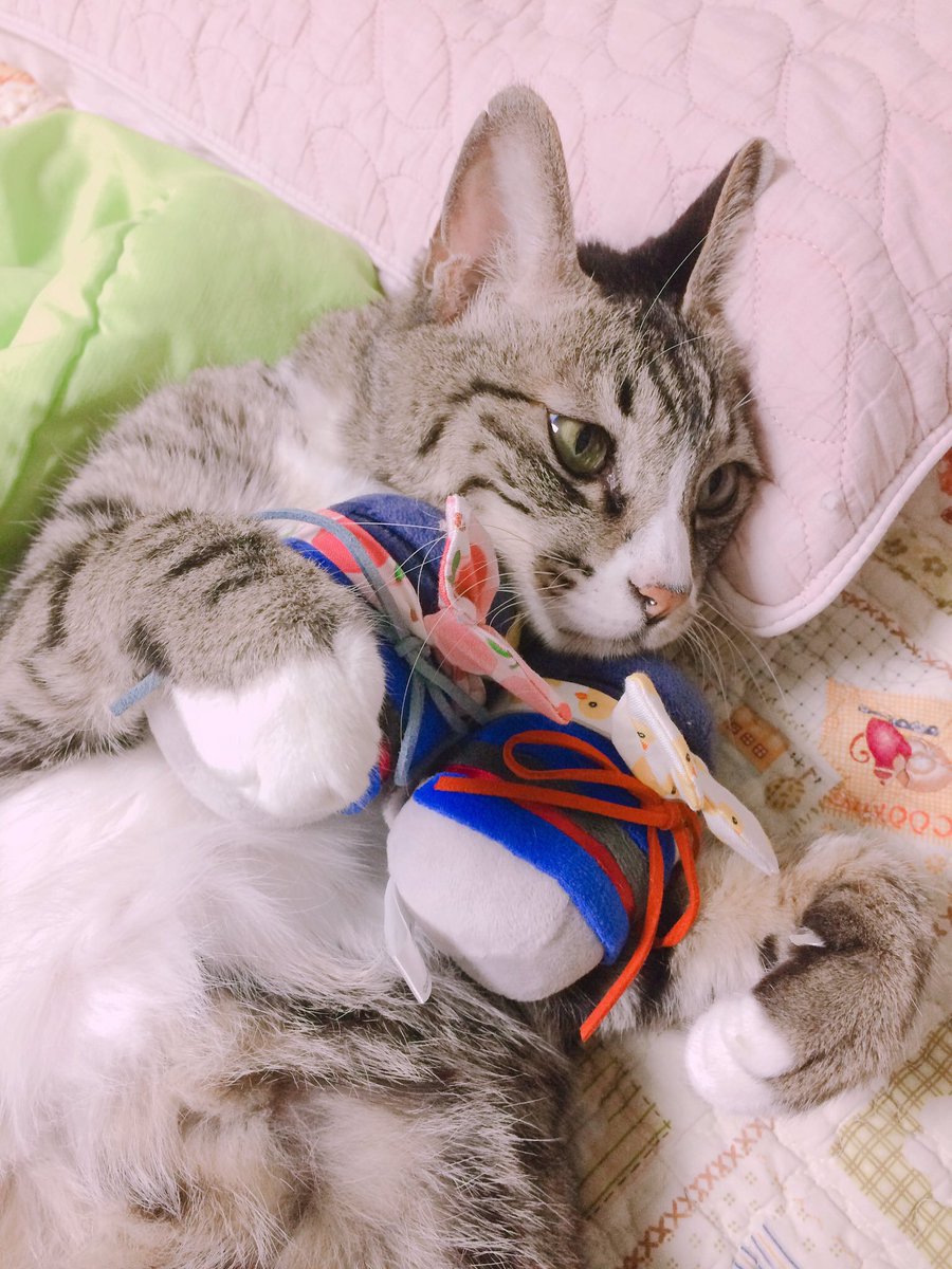 coocookiebox's tweet photo. 다과가 오늘 열두해의 세상 구경을 끝내고 고양이 별로 돌아갔어요. 예뻤던 다과 기억해 주셨으면 좋고 부디 많은 분들이 잘가라구 해 주심 좋겠어서 이 계정에도 올립니다. 이제 아프지 말구 등따시구 배부르게 잘자. https://t.co/5nmeIjPx82