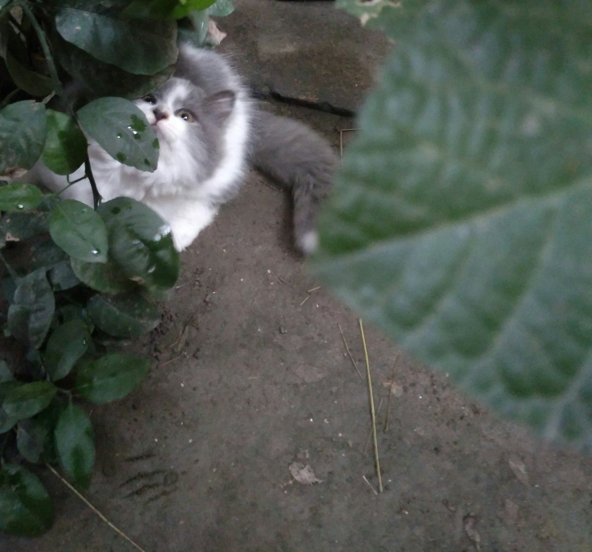 AqsaArslanAli1's tweet photo. cats Are blessing in house😍😘
#Lovinggift Masha ALLAH ❤️ https://t.co/wQaJs4OXlc