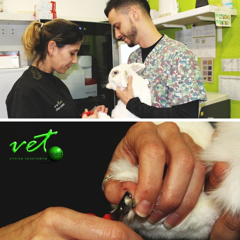 VetpointCV's tweet photo. Corte de uñas de Mario, revisad bien las uñas de vuestros conejos y si están largas traedlos a que se las cortemos, es muy incómodo caminar con uñas largas.
#vetpoint #conejo #corte #uñas #cuidados #consejos #Tips https://t.co/of3ey6bs4O