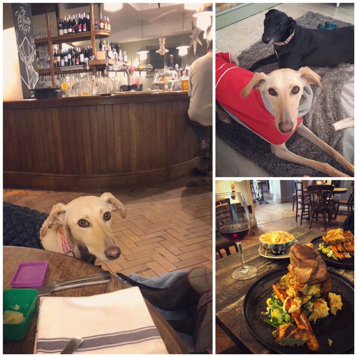 Evening! One of our fave #dogfriendly pubs is <a href="/whitehartsom/">The White Hart</a> 👍 Great #vegetarian Sunday roasts &amp; they’re also lovely to dogs 😊 Tell us about your favourite dog friendly places in #Somerset to eat at, visit or stay &amp; we’ll give them a shout out on our next radio show on <a href="/fromefm/">FromeFM</a>
