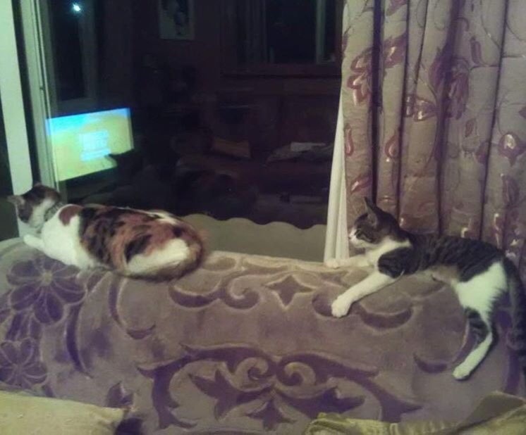 Talacats's tweet image. Rehome 700 .. Mr Hobbs the dark and white tabby boy reclining on the back of the settee was recently adopted by Nikki McCarthy who lives in Polemi. Thankyou so much Nikki for opening your heart to this beautiful boy and we hope you have a great life together! 😻 #CatsOfTwitter