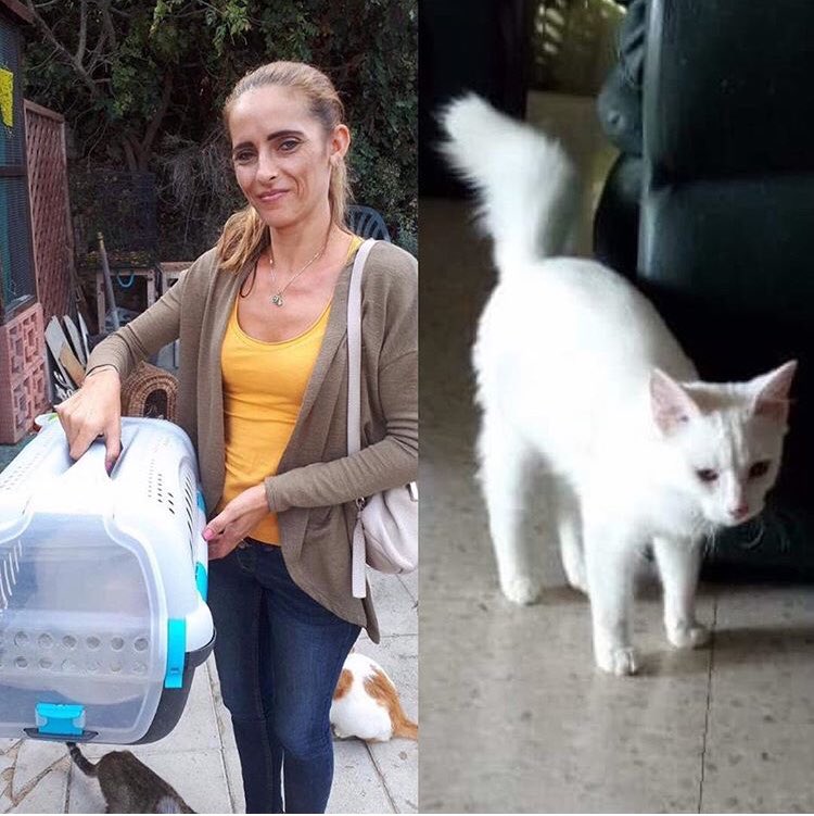 Talacats's tweet image. Rehome 701 .. Simona and Colin who recently adopted 4 beautiful black and white stunning kittens from Tala have also adopted this beautiful white boy that came to us a few months ago with his mum and two siblings from Limassol. Thankyou both so much! 😻 #CatsOfTwitter #rehome