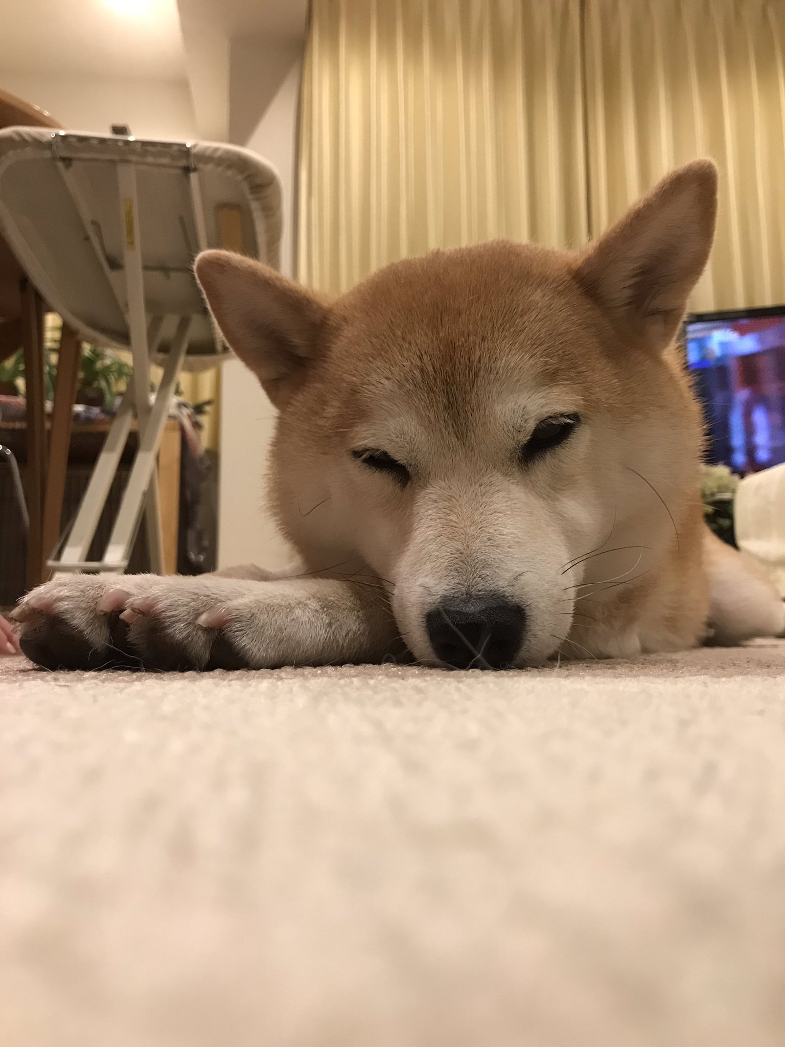 柴犬のモモ ストーブの前が堪らないと仰ってます 柴犬 愛犬 犬 Shibainu Shibadog Cute Kawaii T Co 69dcfubnbp Twitter