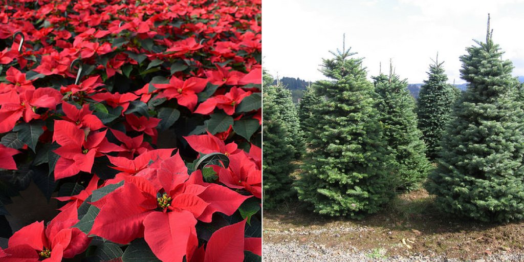 Thanks to America’s farmers &amp; horticulture growers, we enjoy the vibrant colors of poinsettias &amp; smell of fresh pine in our homes &amp; offices during the holiday season #holidays🎄