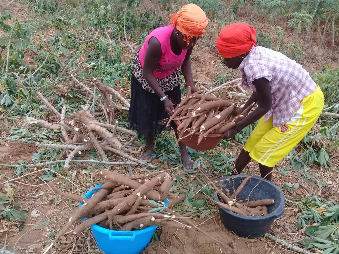 PdidasOfficiel's tweet photo. Le #manioc occupe une place importante dans nos habitudes alimentaires. Dans le cadre de l’Opération pilote de #Ngnith de nouvelles variétés ont été introduites avec l'appui du #PDIDAS. A présent c’est l’heure des récoltes. #Sénégal #PSE #PRACAS #agriculture @AcademieAgri #Kebetu https://t.co/tUpgFs2Oc1