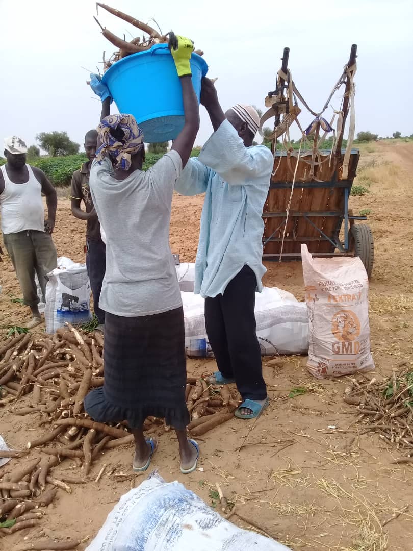 PdidasOfficiel's tweet photo. Le #manioc occupe une place importante dans nos habitudes alimentaires. Dans le cadre de l’Opération pilote de #Ngnith de nouvelles variétés ont été introduites avec l'appui du #PDIDAS. A présent c’est l’heure des récoltes. #Sénégal #PSE #PRACAS #agriculture @AcademieAgri #Kebetu https://t.co/tUpgFs2Oc1