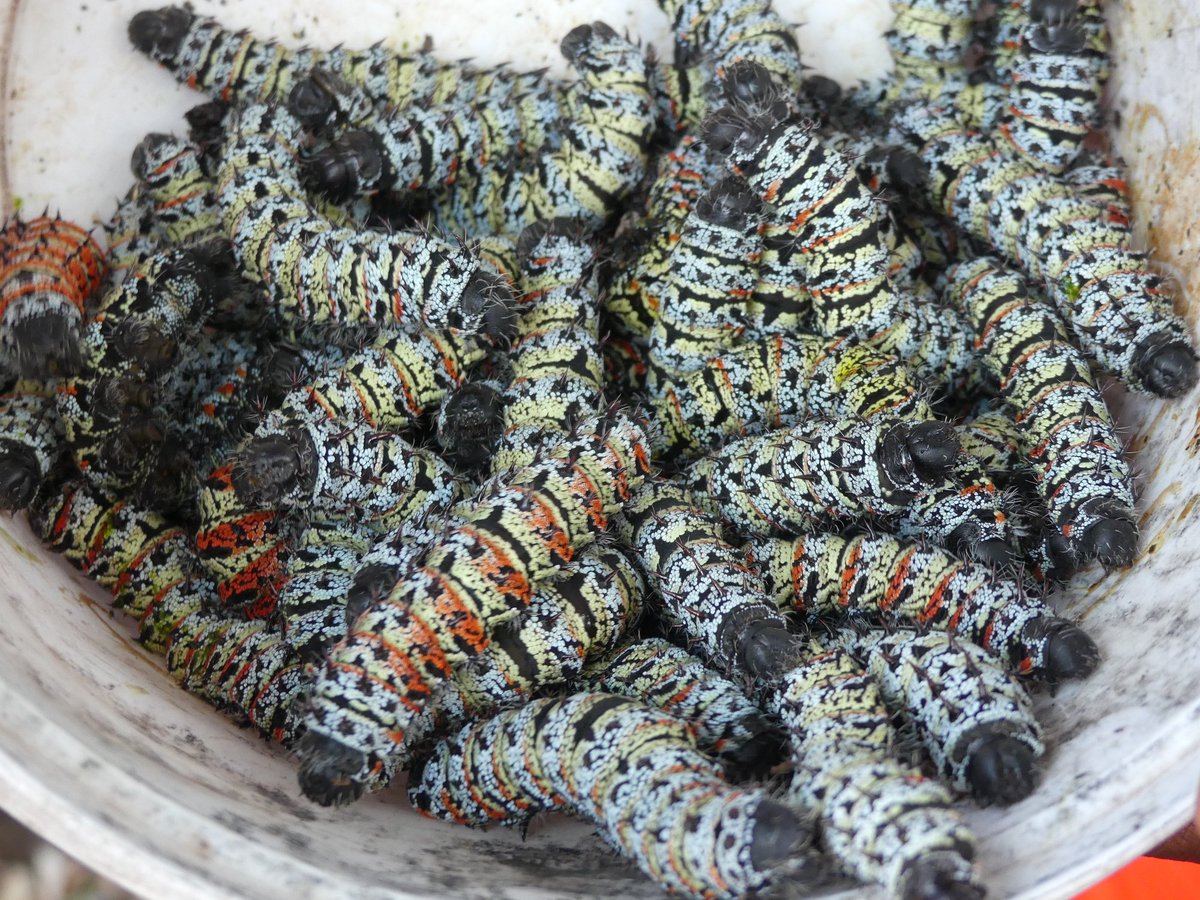 Zimbabwe has an abundance of #edibleinsects, esp during e' wet season. #edibleinsects are a good source of nutrients. We need to recognise e' contribution of the #edibleinsect value chain to food &amp; nutrition security in Zimbabwe