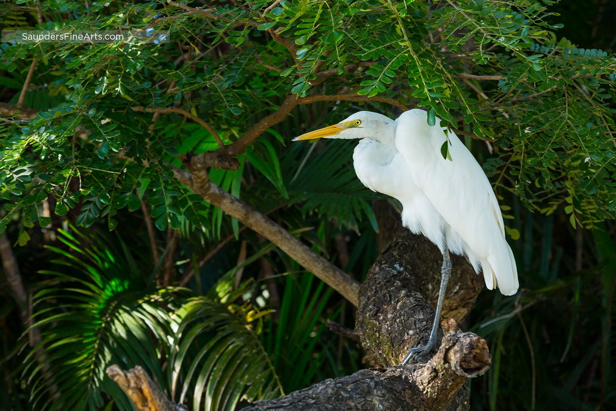 SaundersFineArt's tweet photo. A few more favorites from our #JabiruTours trip on the #TempisqueRiver in #PaloVerdeNationalPark, #CostaRica.
#saundersfinearts #patricksaunders #patricksaundersfinearts #pleinairstreaming #travelphotography #wildlifephotography #greategret #yellowfootedsnowyegret #crocodile https://t.co/4ml7GMfdbz