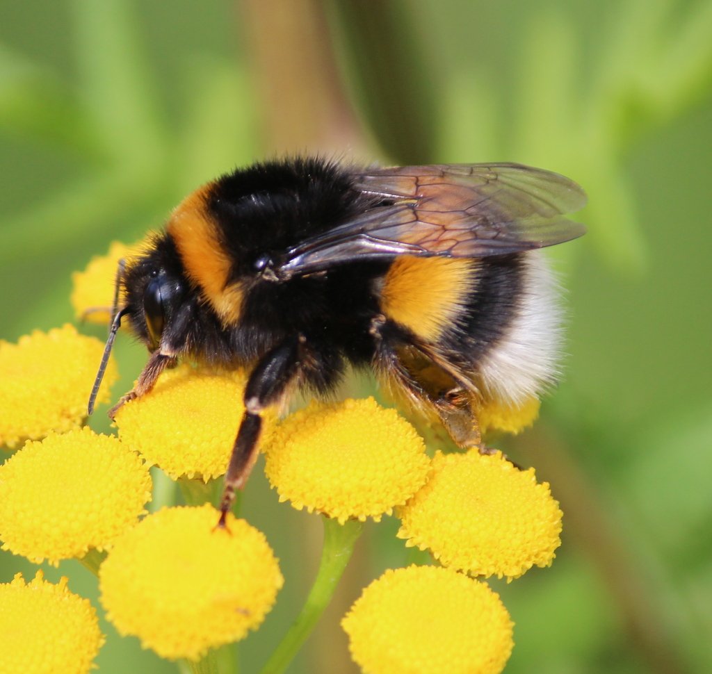 Hoewel in het Engels, moet dit verhaal nyti.ms/2Aq0jMX zo breed mogelijk verspreid/geretweet worden. Laat het maar eens goed tot je doordringen. Tips volgen de hele decembermaand op mijn account.

@Natuurmonument <a href="/BoswachterFrans/">Frans Kapteijns</a> <a href="/andredonker/">André Donker</a> 

Met dank aan <a href="/TeoWams/">Teo Wams</a>