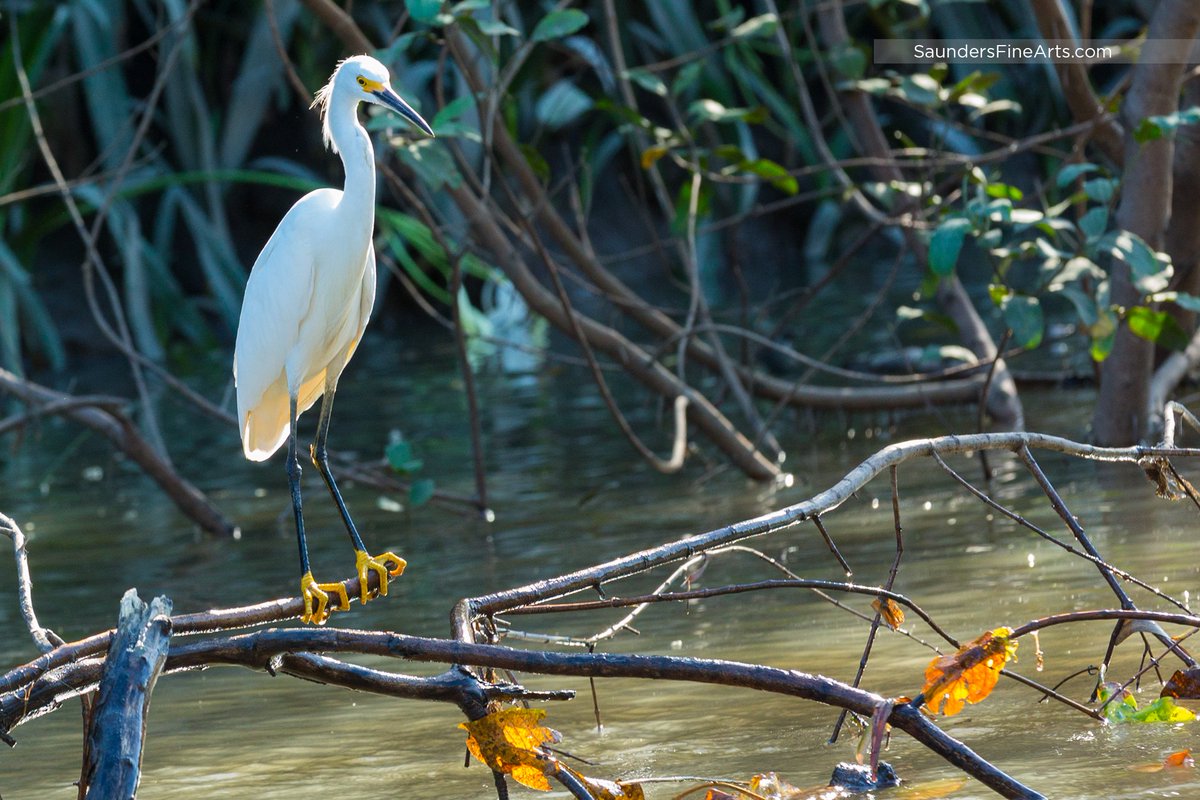SaundersFineArt's tweet photo. A few more favorites from our #JabiruTours trip on the #TempisqueRiver in #PaloVerdeNationalPark, #CostaRica.
#saundersfinearts #patricksaunders #patricksaundersfinearts #pleinairstreaming #travelphotography #wildlifephotography #greategret #yellowfootedsnowyegret #crocodile https://t.co/4ml7GMfdbz