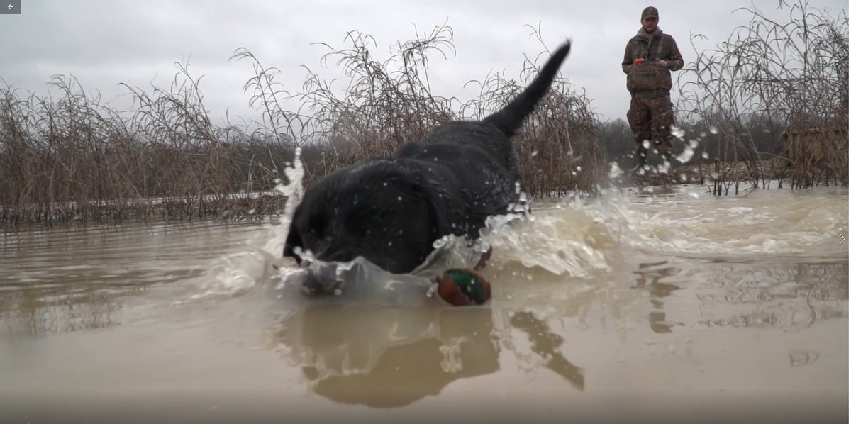 Watch tonight at 8 PM Eastern on Pursuit as DU TV co-host Cara Harper hunts with Colton Walker in the Mississippi Delta. The action is hot with green-wings bombing the decoys! Catch it anytime at ducks.org/dutv.