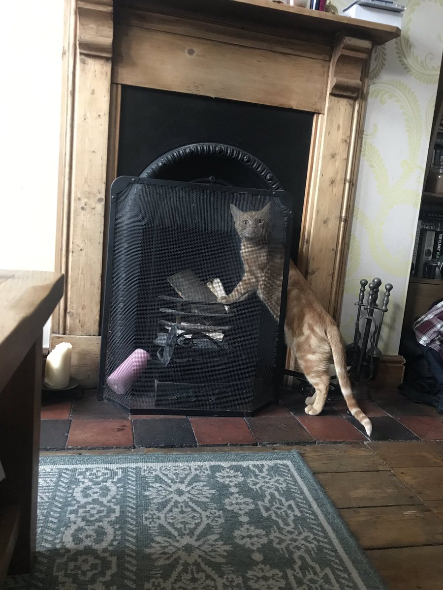 JLewisphotoblog's tweet photo. Found black paw prints around the house this morning. Wondered which one the furry nightmares it was. Found the culprit looking guilty as ever! His face! ๐คฃ #guiltypets #guiltycat #caughtblackpawed https://t.co/tsOMxLQIo6