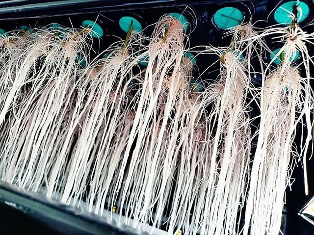 PermaClone's tweet photo. By: @cassidy_lucyna
・・・
“Transplant Day 🙌
Another Successful Week 👊
#rootporn #cannabiscommunity #cannabisculture #mmj #cleanmeds #azgrown #cannabiscures #highlife #womengrow #marijuanamania #permaclone “ : @permaclone https://t.co/4o9vB86KRp