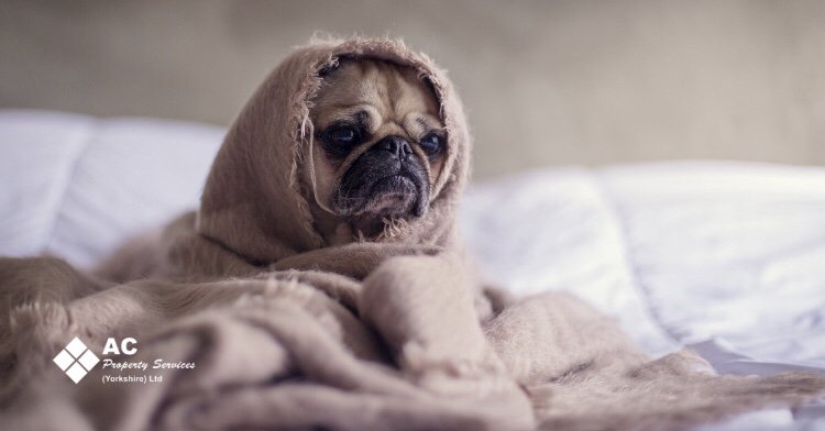AcYorkshire's tweet photo. Make sure the whole family are warm this winter ���️ with standard BOILER servicing from £35 🔥 or have a boiler supplied and installed by us and receive a 10% discount on the total cost! 😆 #barnsleyisbrill #sheffieldissuper #yorkshire #heating #boiler #plumbing #barnsley https://t.co/rcaOYJiH1U
