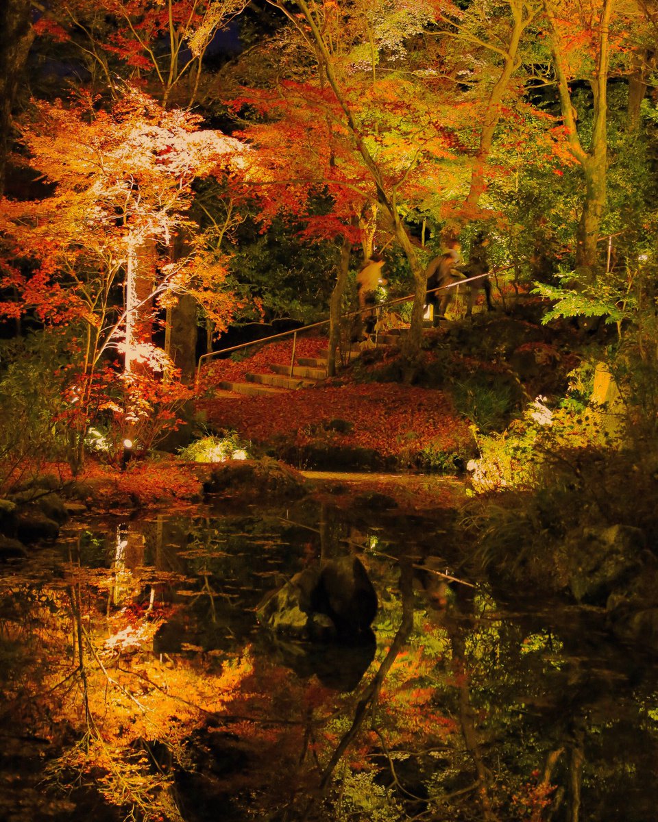 Miyachan בטוויטר Location 竈門神社 紅葉ライトアップ 福岡県 竈門神社 紅葉 紅葉狩り リフレクション ファインダー越しの私の世界 カメラ好きな人と繋がりたい