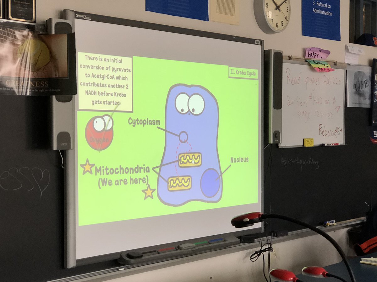 RcollinsJudon's tweet photo. Cellular Respiration &amp; Organelles@PP https://t.co/zlRZjGkhge