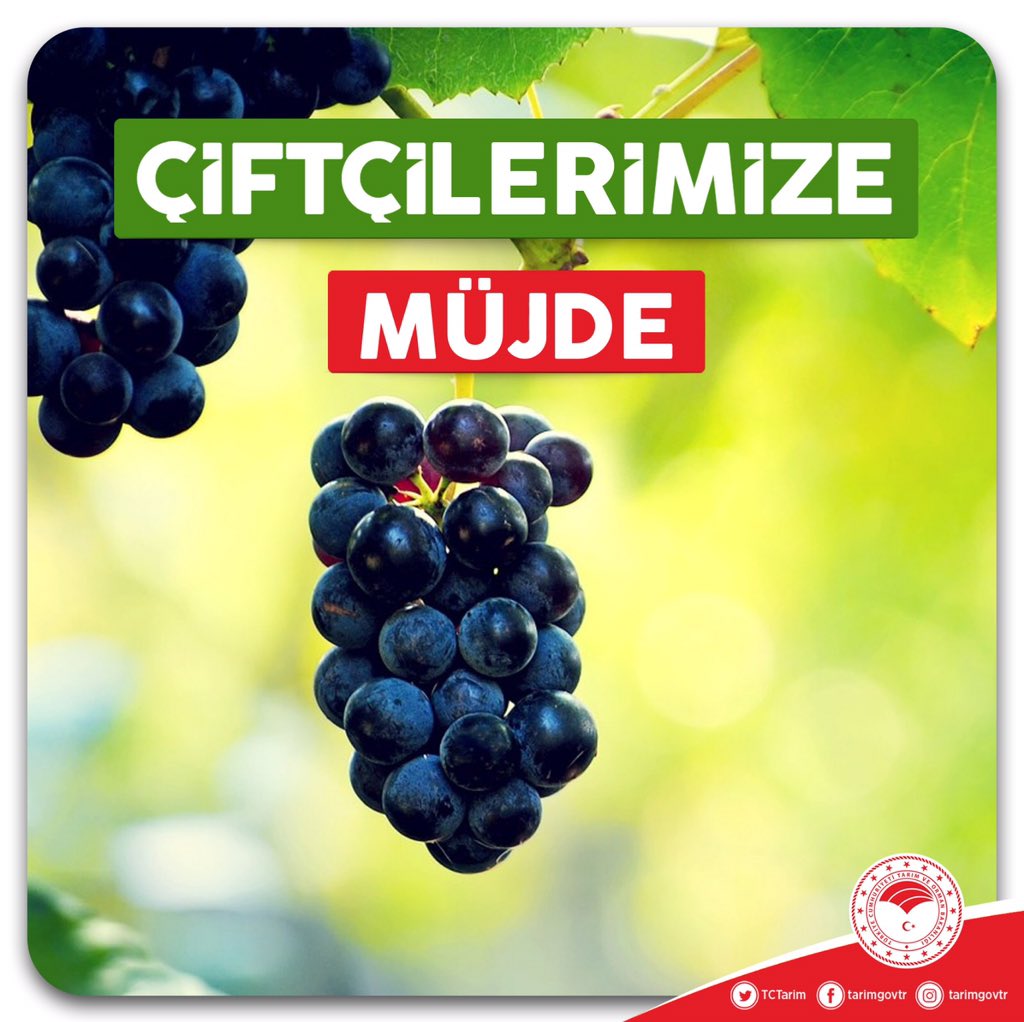 TCTarim's tweet photo. 2019 yılında incir ve üzümde yağmur sebebiyle oluşan zararları Tarım Sigortası Teminatı kapsamına alıyoruz. Üreticilerimize hayırlı olsun. https://t.co/JMWiVdSdrS