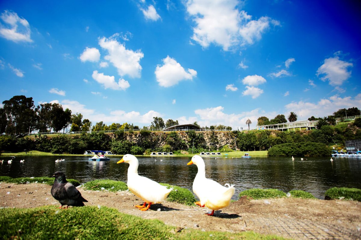 lmdekool's tweet photo. Disfruta en familia de un paseo en lancha en el Lago de la Concordia @LosFuertesPue, 10:30 a 19:00 horas.

#LosFuertesPuebla https://t.co/VmFwEMRAQ0