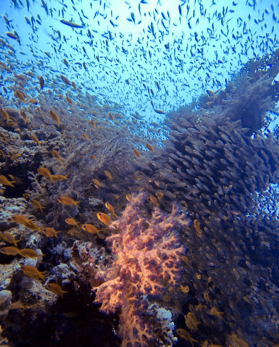 Sevdiğimiz kalabalık 🐠🐟🐡
Our favorite crowd 🦞🐙🦑
Photo by <a href="/asutayakbayir/">Asutay AKBAYIR</a> 
#tb #sharmelsheikh #scuba #diving #gopro #photography #coral #reef #aquaclubdivecenter #aquaclubdalgıçokulu #aquaclubdiver