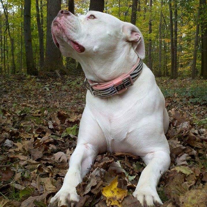 BLOCKYDOGS's tweet photo. #tbt T'AerraZona ca. 2010.
#blockydogscollar #americanbulldog #rescuedog #mamasgirl #blockydogs #customcollar https://t.co/rMstujZ3Qo