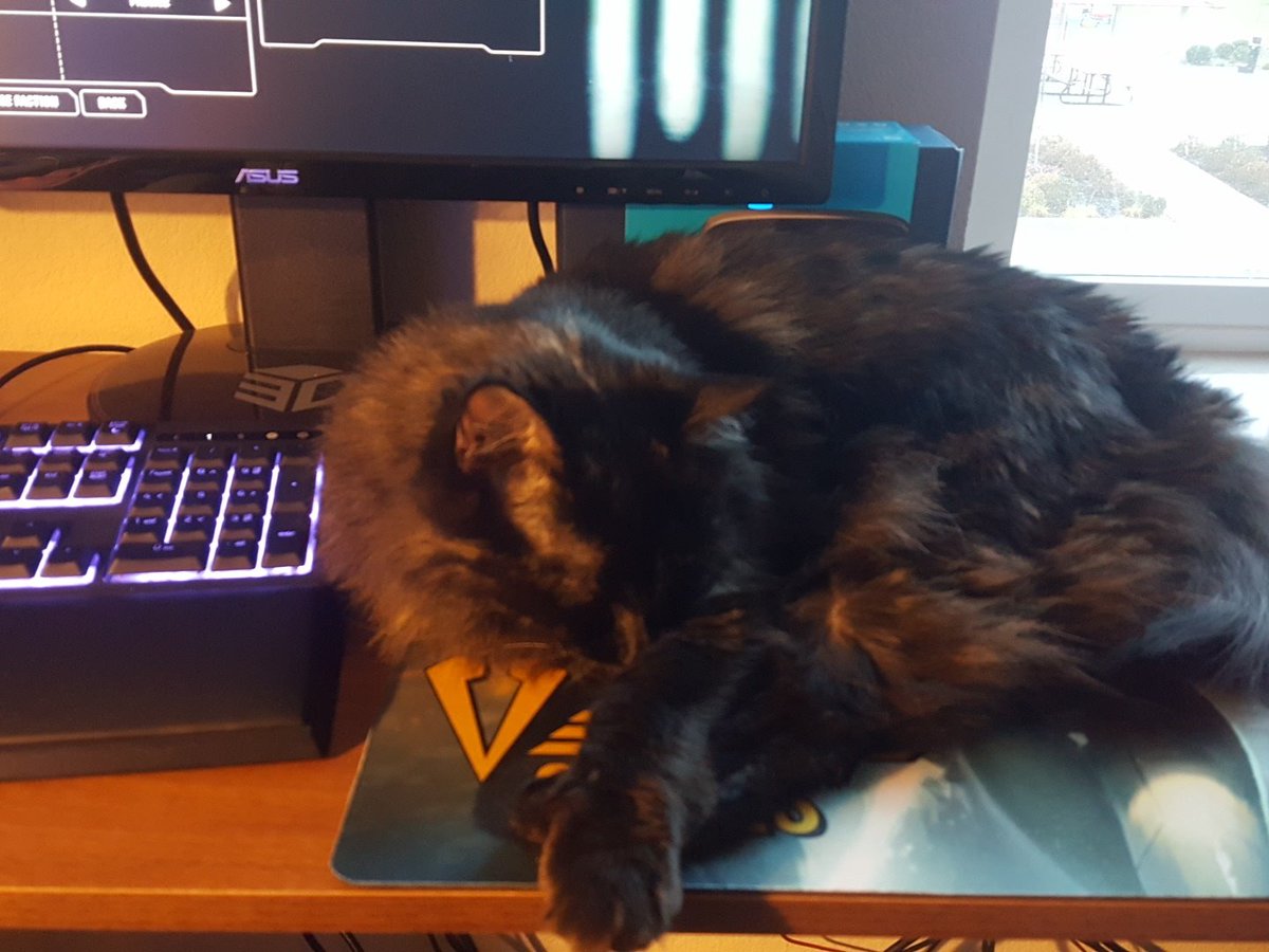 sir_jeffe's tweet image. I think someone missed me #CatsOfTwitter #homeagain #catcopilot