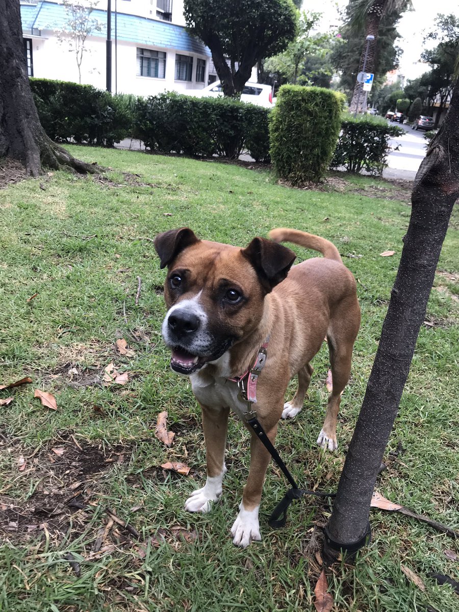 karinal78's tweet photo. @sanjoseinsurgen perrito abandonado o perdido en el Parque de la Bola, lo estamos resguardando en la caseta de policía frente al parque. https://t.co/ZJJfGyFc6A