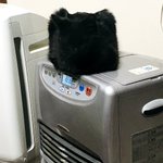 家に見慣れないものがある…と思ったら可愛い猫じゃないかw