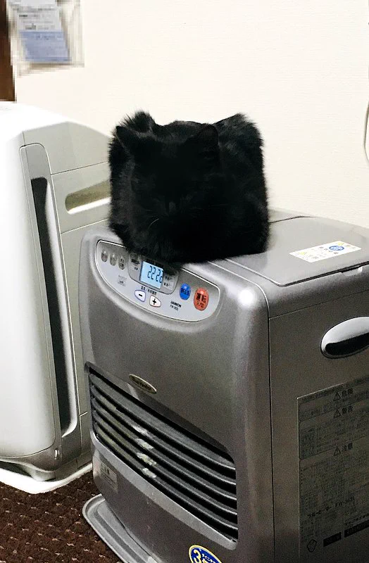 家に見慣れないものがある…と思ったら可愛い猫じゃないかww