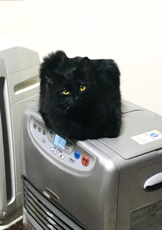 家に見慣れないものがある…と思ったら可愛い猫じゃないかww