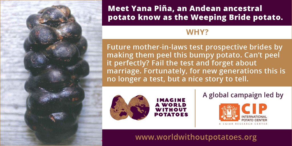 ImagineNoPotato's tweet photo. Have you heard of the "Weeping Bride" #potato? Discover one of the thousands of #nativepotatoes with a unique story. #ImagineAWorldWithoutPotatoes a global campaign led by @Cipotato Join us https://t.co/tHrP5KgZny @Europatat @potatopro @WAPotatoes__ https://t.co/sVN9pnvFfn