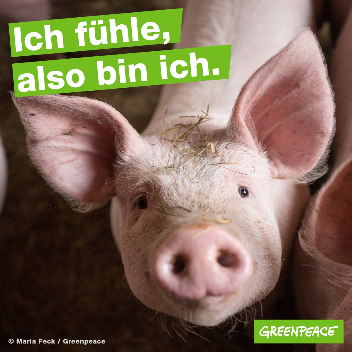 Greenpeace E V Dumme Sau Von Wegen Schweine Sind Intelligente Empfindsame Und Soziale Lebewesen Zeit Unseren Umgang Mit Ihnen Zu Uberdenken Issgutjetzt Lesenswert T Co Tozxjggumr Via Zeitonline T Co Fythirimkl