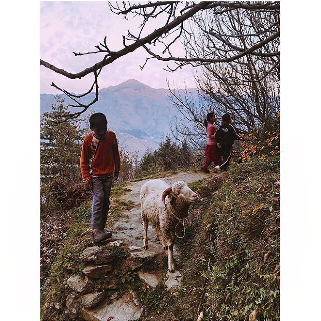 khagta's tweet photo. There is a new sheep in their house and the kids spend their evenings playing with it. 
Do they know that it is not a pet but their dinner? 
#lifeinshimla #jubbal #khadu #sheep #himalayas #kids #shimla #himachal #shotoniphone https://t.co/wz1IyGXeAr https://t.co/BqpDixLBKj