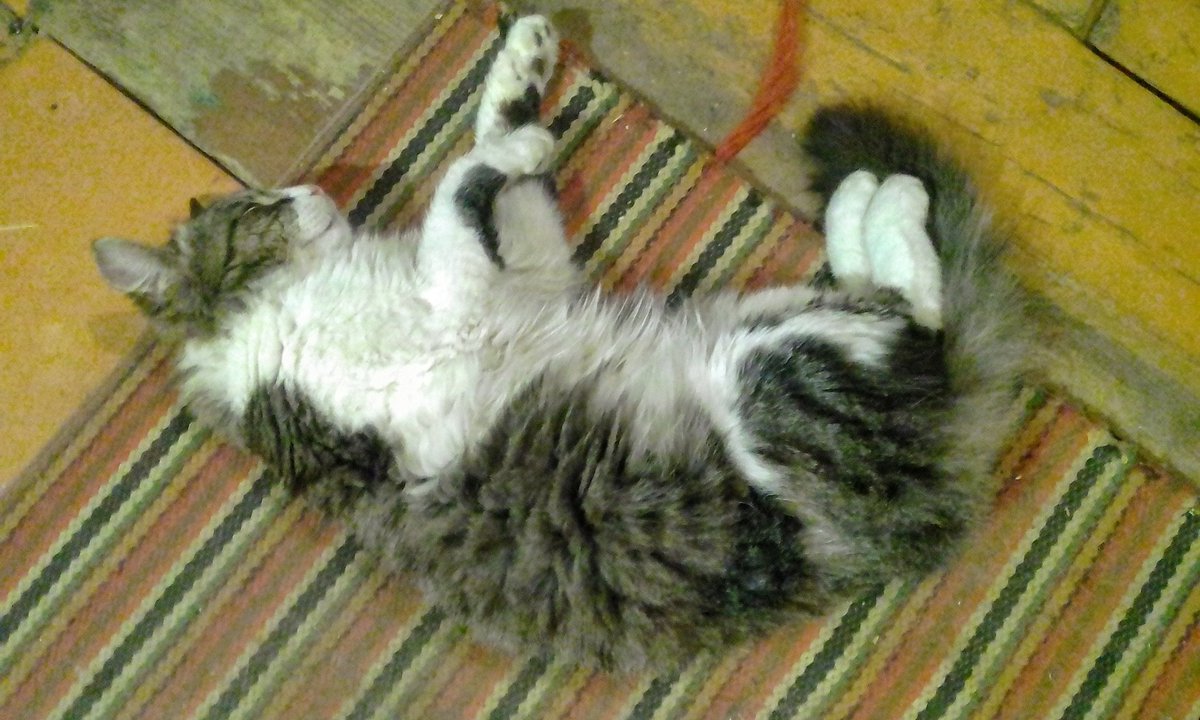 katya_chk's tweet photo. #cat #mycat #кот #котэ #мойкот https://t.co/XxtEj0RQn2