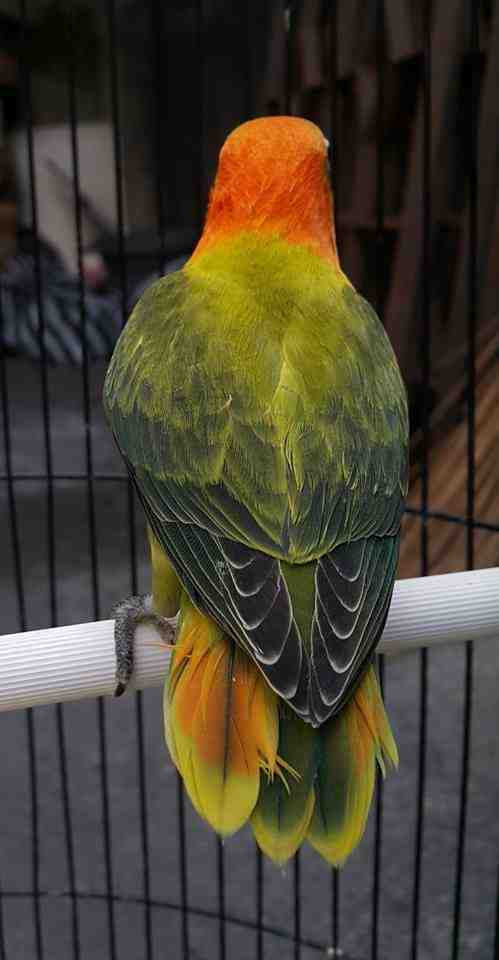 Binatang Peliharaan Info Binatang Twitter