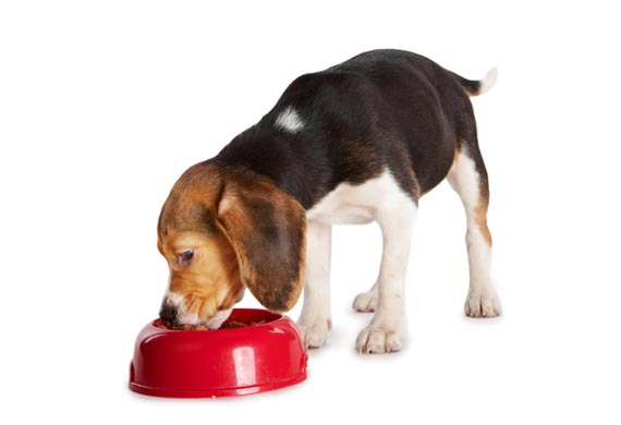 petsability's tweet image. 5 Tips for Choosing Healthy Puppy Food
✔Choose the Puppy Food Brand Wisely
✔Be Mindful of the Calories
✔Check the Puppy Food Ingredients
✔Keep Your Puppy Trim &amp;amp; Healthy
✔Choose Food According to Your pet Size
#pet #pets #petfood #healthyfood #petcare #pethealth