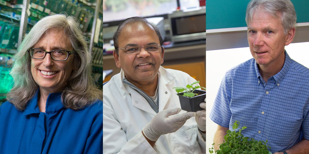 ucdavisbiology's tweet image. 🎉Woo hoo!!!🎉 Three of our faculty members have been honored as @AAAS Fellows! Congrats to Prof. Sean Burgess, Prof. Savithramma Dinesh-Kumar and Prof. Steven Theg: bit.ly/aaas2018fellows #ScienceStars
📷: David Slipher/@UCDavis