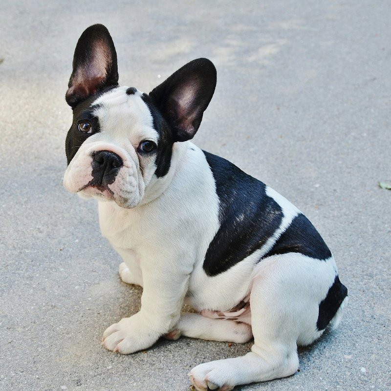 redaguessoumdvm's tweet photo. #NationalFrenchToastDay is TODAY!! Tag us if your pet’s name is related to French toast so we can celebrate with awesome day with your little one. #frenchtoast #frenchbulldog #frenchie #PetsofNW #WoofWednesday https://t.co/LB4LoHS9Rk https://t.co/hp0G33uzMV