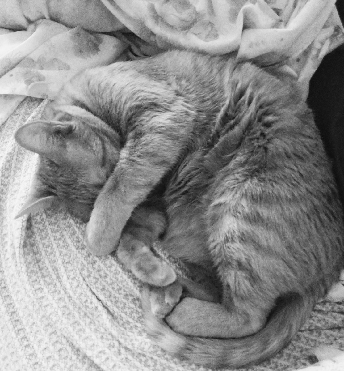GamezBravo's tweet photo. Day 7/7 of the
#SevenDaysBW 
#sevendayssevenpictures 
#blackandwhitechallenge 
#blackandwhitephotography 
#sevendayssevenpictures 
#7days7pictures 
Nominated by
@CorinneTell 
No People
No Text https://t.co/uBI6VfR0x3