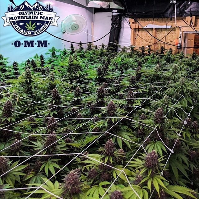 Ultimate Purple getting ready to harvest again 💜 Available now for all of our established accounts. We are launching this strain to the rest of Washington next month. •
•
•
•
•
#ultimatepurple #OMMF #ommfarm #olympicmountainmanfarm #WAgrown #benz… ift.tt/2rc5vjc
