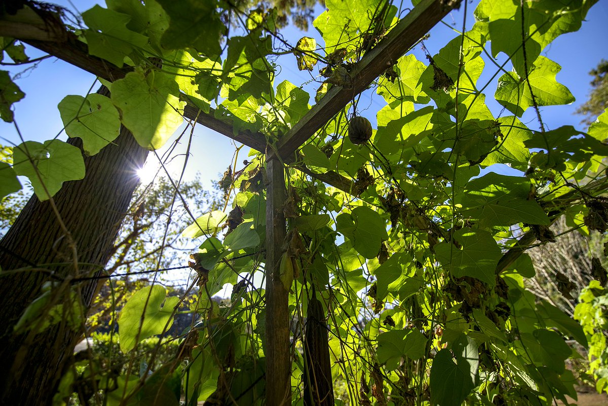 Atsushi ヘチマ棚 Pentax K 1改 Dfa 15 30 1 1250s 15mm F2 8 Iso 0 Pentax Pentaxk1 植物 Plants 筑波実験植物園