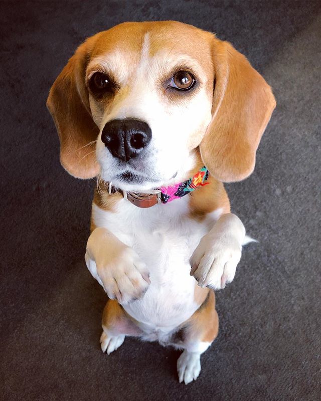 Pretty please? 🍒 ift.tt/2RmrLlJ