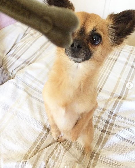 "Pls mumma can I has some more????" We do hope the answer was yes @nancy_freddy_billy!