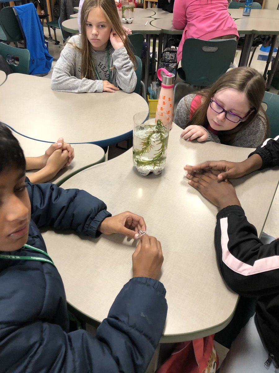 MsZaccour's tweet photo. Mrs. Ruisi’s class setting up their aquariums @wrodell35 #WeROdell #DonorsChoose https://t.co/lmzOrVaA54
