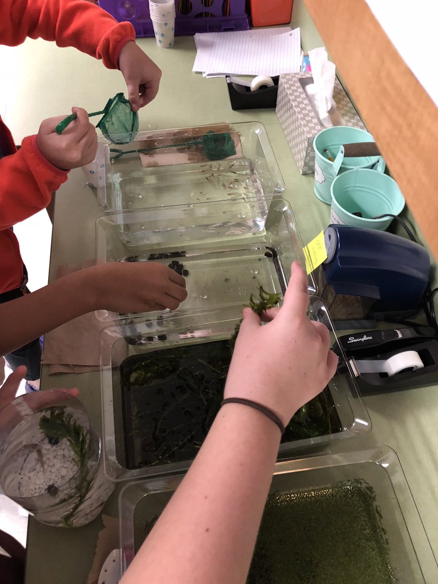 MsZaccour's tweet photo. Mr. DeLoma’s class setting up a new home for our aquatic organisms! @wrodell35 #WeROdell #DonorsChoose https://t.co/8b1rKmNWDQ