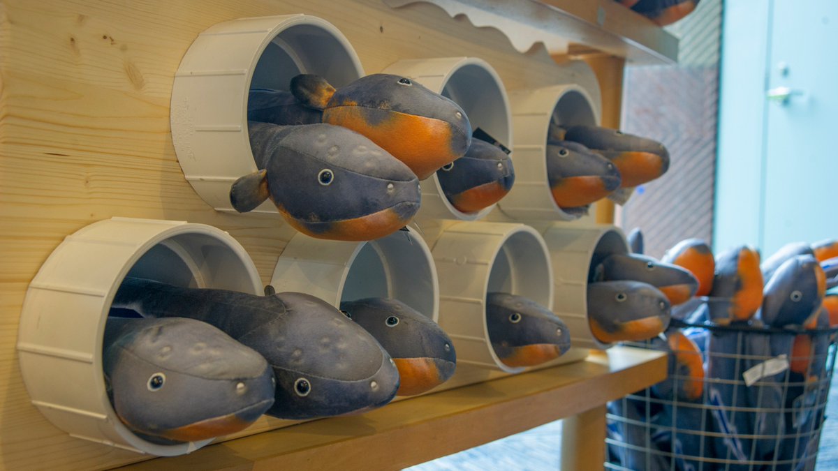 Miguel Wattson Tnaq On Twitter: It Should Be Eel-Egal To Be As Cute As Me.  As Part Of The Swarm, I'm Sure You All Agree. If You Visit The @Tnaquarium Gift  Shop