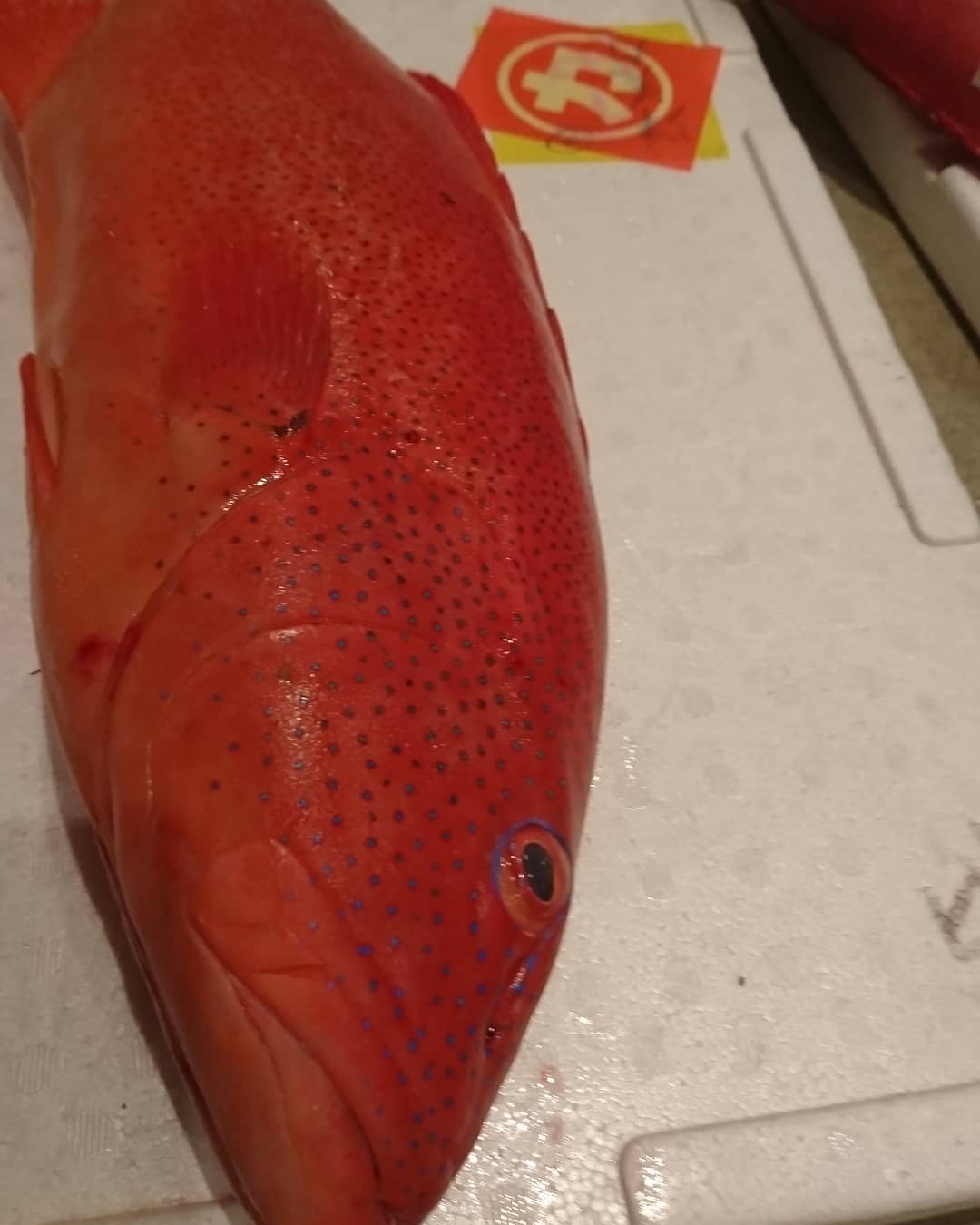 お魚戦隊のカーズにぃにぃ はいさーい ボク 赤仁ﾐｰﾊﾞｲ の名前の由来は海人さんが あの赤い魚はｼﾞﾝ お金 になる 高値で売れるﾐｰﾊﾞｲ からきてるそうだバイ お魚戦隊 魚戦隊 雑学 豆知識 赤仁ミーバイ ミーバイ 沖縄の魚 ぬいぐるみ T