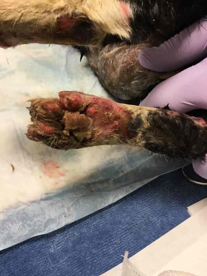 Thread: Warning - graphic photos included

Tipper, a young male cat, was found by <a href="/ABC7/">ABC7 Eyewitness News</a> Reporter, @ABC7Veronica, during the #WoolseyFire. Tipper was admitted to the ICU on November 9th to be treated for severe burns and smoke inhalation.